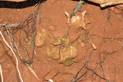 Baby Buffalo Bones